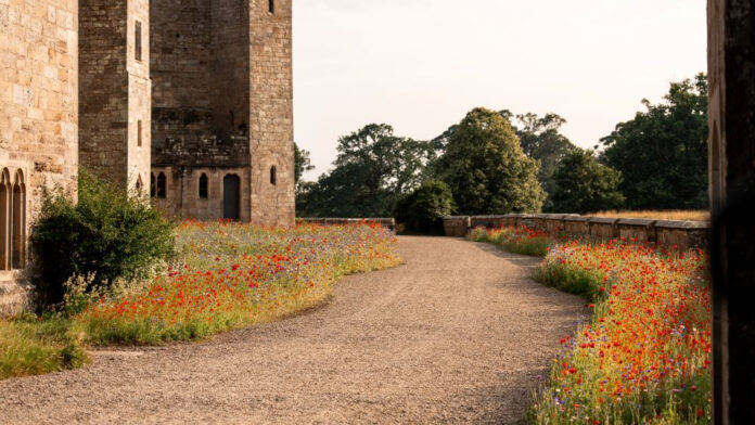 Wildflowers-on-Raby-Castles-terrace-3.-Credit-Frontier-Visuals-min